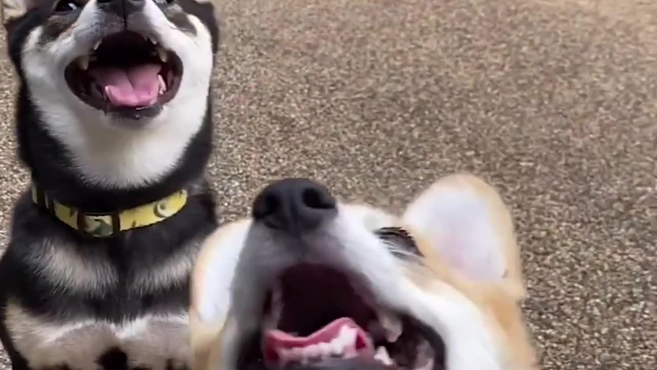 Lovely animals and lovely puppies.