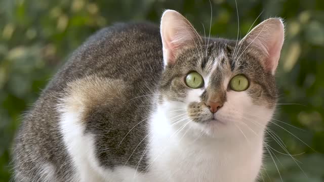 A very beautiful cat looks at me and wants to get to know me