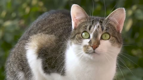 A very beautiful cat looks at me and wants to get to know me
