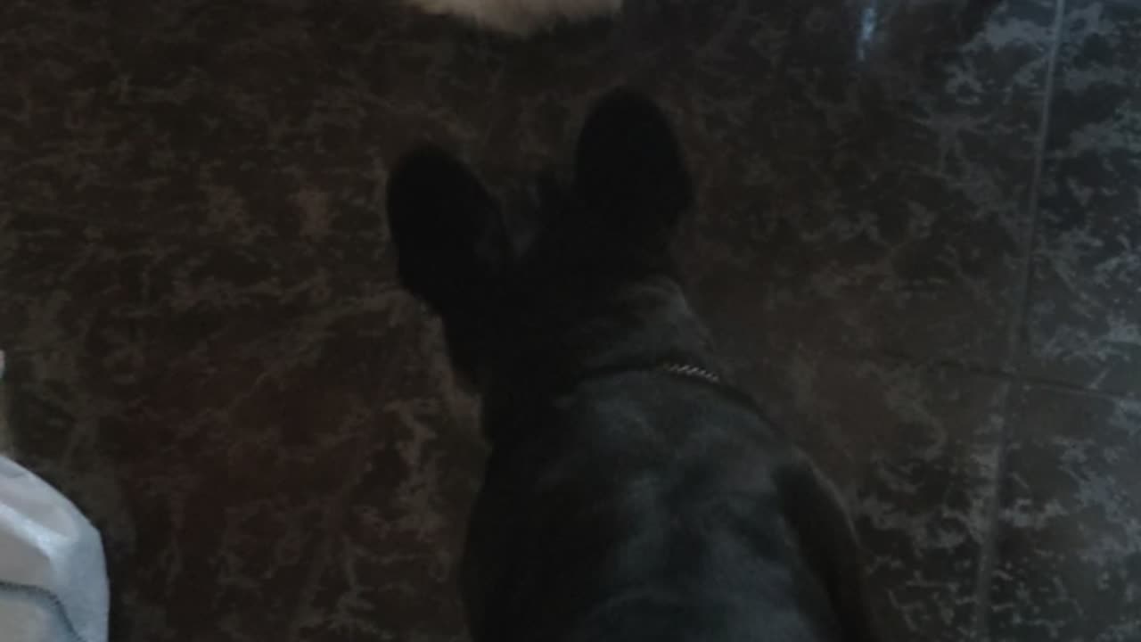 chicken vs dog