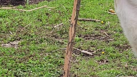 Flock it Farm: Goat Vs pitchfork