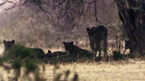 Amazing Elephant herd protect mom & newborn elephant herd