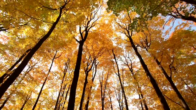 Spring time in the foest