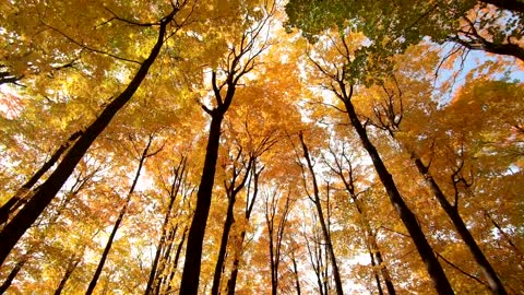 Spring time in the foest