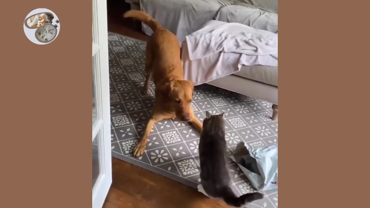 Funny Cats & Dogs Fights | Funny Videos