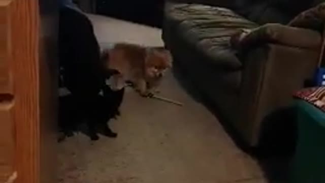 Cat Pounces on Dog and Knocks Them Down