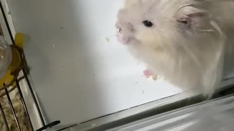 meet pumpkin 🎃