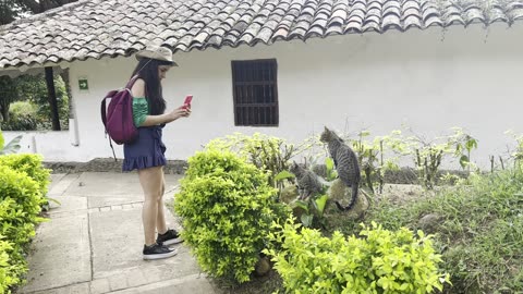 Cute Colombian Woman Filming A Cat In The Mountains