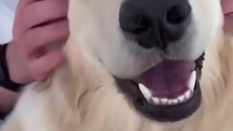 Make Your Day with Dog EP # 191 #shorts #AdorableDog