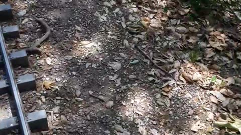 The Tiny Train Is Coming! Part 2