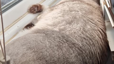 Please Do Not Disturb the Kitty