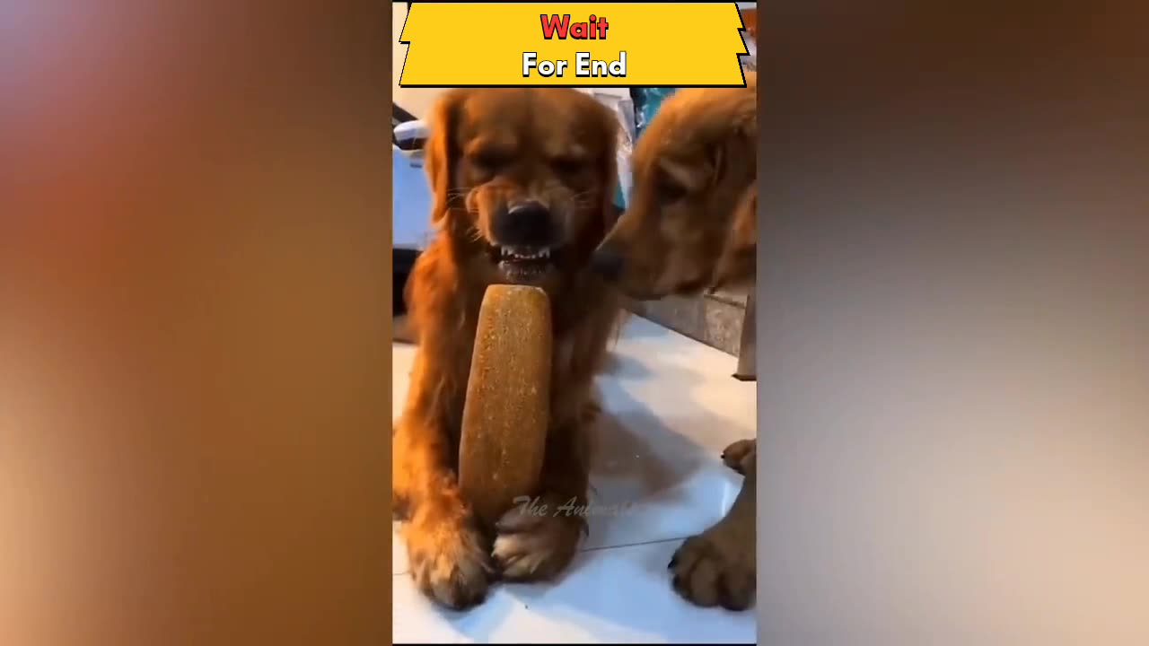 Funny animals video by asailam
