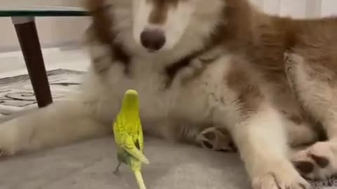 Dog And Parrot Conversation #shorts #viral #shortsvideo #video