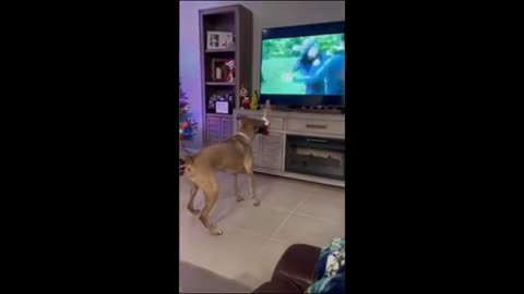 funny cats and dogs video