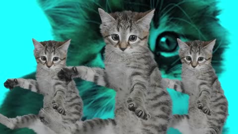 Best Kittycat Song OFFICIAL feat CAT