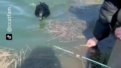 Funny video compilations