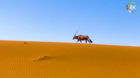 Animals in 8K ULTRA HD