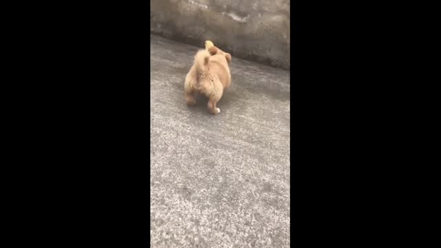 Cute Dog playing with a Chick