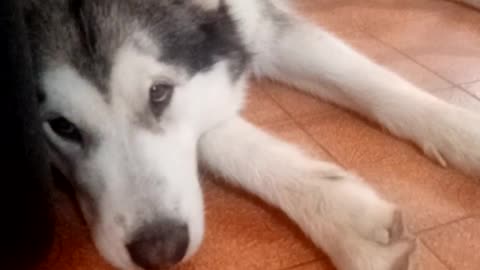 hawaii my alaskan malamute