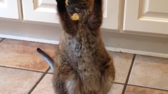 Wallabyenjoystaterchip