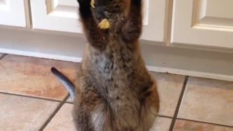 Wallabyenjoystaterchip