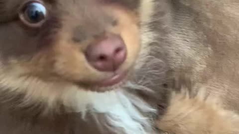 lil australian shpherd is angry