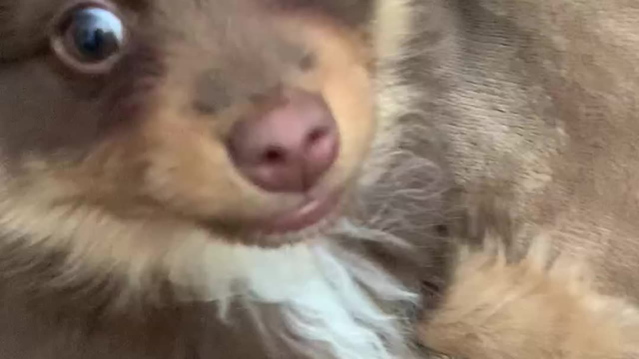 lil australian shpherd is angry