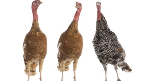 Turkey Talk -- Unusual Facts You Never Knew