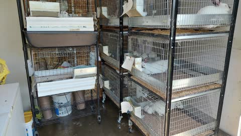 Wire Rabbit Cages For Sale