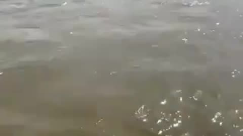 Something Appears in the water While Russians Film a Propaganda Video(Occupied Crimea)