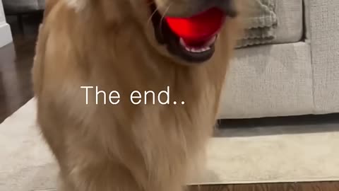 Funny cats and animals videos