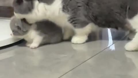 Cat and his kitten