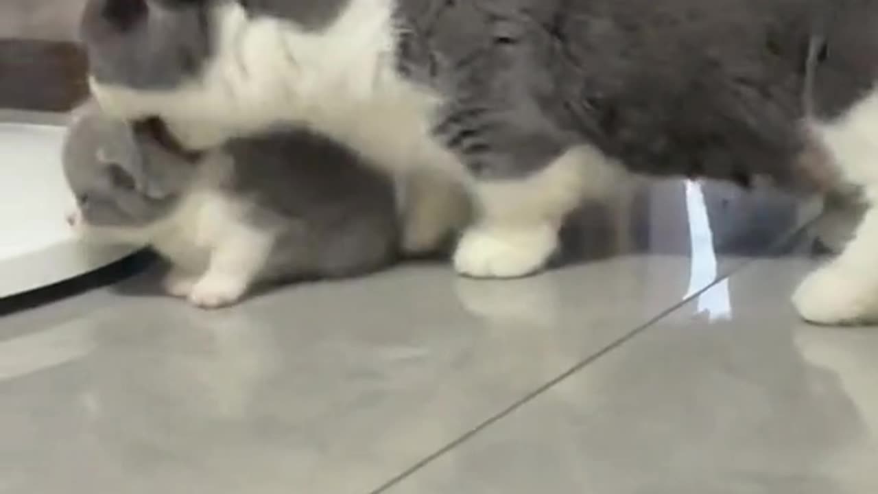Cat and his kitten