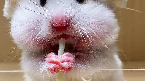 Cute rat eating