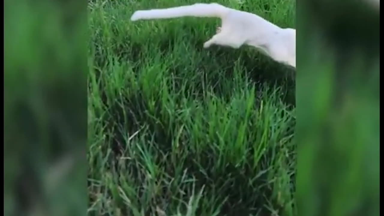Animal Funny Video