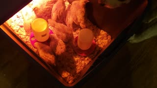 Buff Orpington Chicks
