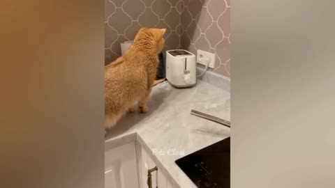 Funniest Animals 2023 🤣😜🐱🐱 Cats Videos