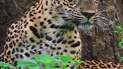 The Mysterious Feline,..! || #shorts