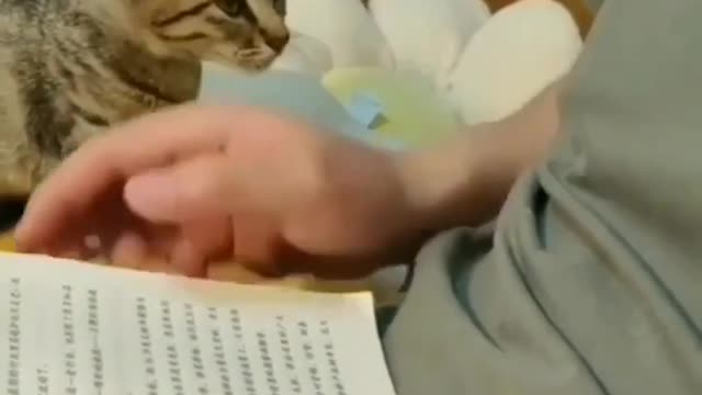 Cute cat.. I need attention dad!!