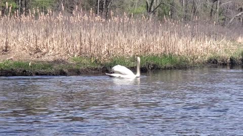 Swan Swims By