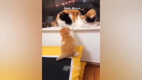 Funniest Animals