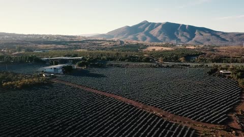 Aerial view of an agriculture field at the morning