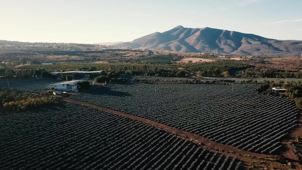 Aerial view of an agriculture field at the morning