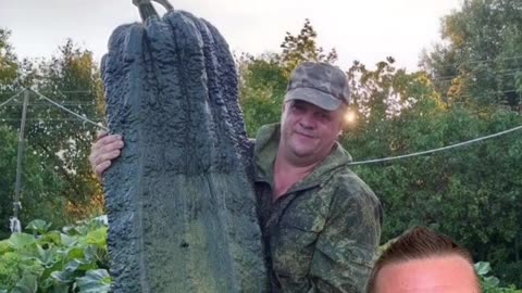 50kg Zucchinis in Russia