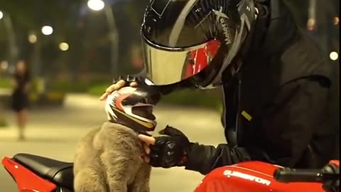 🙂Safety helmet with cat 😸