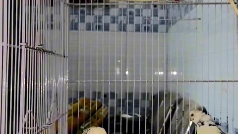 Budgies mini colony concept #rumble #viral #birds #lovebirds #short
