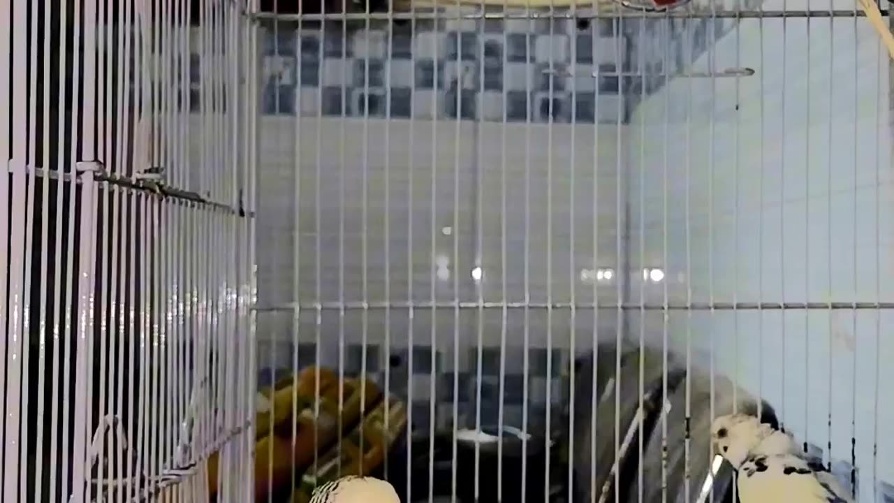 Budgies mini colony concept #rumble #viral #birds #lovebirds #short