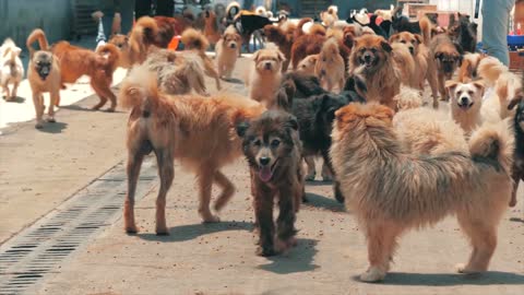 Dogs Shelter Canine Puppies Domestic Cute