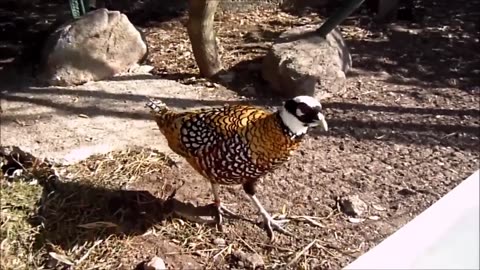 Beautiful Golden Pheasants and Wading Birds Pet Elements