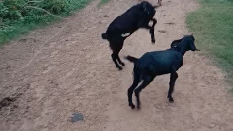 Goats Action Scene